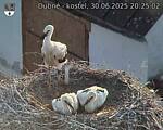 Capi_Dubne_20250630_202503.jpg
