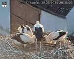 Capi_Dubne_20250630_203503.jpg