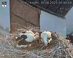 Capi_Dubne_20250630_204004.jpg