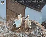 Capi_Dubne_20250630_204502.jpg