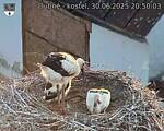 Capi_Dubne_20250630_205003.jpg