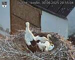 Capi_Dubne_20250630_205504.jpg