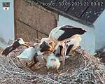 Capi_Dubne_20250630_210002.jpg