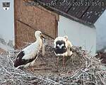 Capi_Dubne_20250630_210503.jpg
