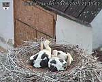 Capi_Dubne_20250630_211502.jpg