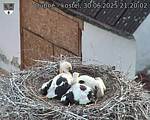 Capi_Dubne_20250630_212002.jpg