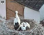 Capi_Dubne_20250630_212503.jpg