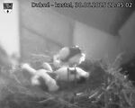 Capi_Dubne_20250630_214502.jpg