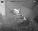 Capi_Dubne_20250630_215002.jpg