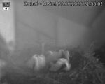 Capi_Dubne_20250630_215502.jpg