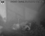 Capi_Dubne_20250630_220002.jpg