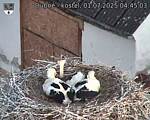 Capi_Dubne_20250701_044503.jpg
