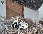 Capi_Dubne_20250701_050503.jpg