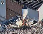 Capi_Dubne_20250701_062002.jpg
