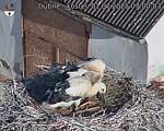 Capi_Dubne_20250701_070003.jpg