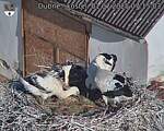 Capi_Dubne_20250701_071503.jpg