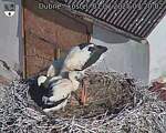 Capi_Dubne_20250701_072002.jpg