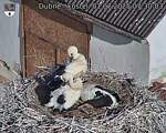 Capi_Dubne_20250701_073003.jpg