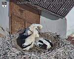 Capi_Dubne_20250701_073503.jpg