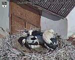 Capi_Dubne_20250701_074003.jpg