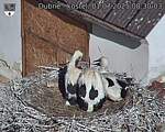 Capi_Dubne_20250701_083003.jpg