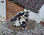 Capi_Dubne_20250701_093003.jpg
