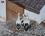 Capi_Dubne_20250701_100503.jpg