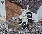 Capi_Dubne_20250701_101003.jpg