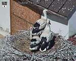 Capi_Dubne_20250701_110503.jpg