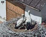 Capi_Dubne_20250701_125502.jpg
