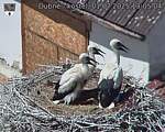 Capi_Dubne_20250701_130504.jpg