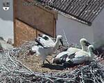 Capi_Dubne_20250701_145502.jpg