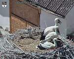 Capi_Dubne_20250701_150004.jpg