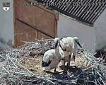 Capi_Dubne_20250701_162003.jpg