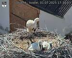Capi_Dubne_20250701_173003.jpg