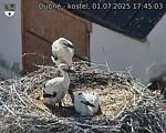 Capi_Dubne_20250701_174503.jpg