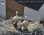 Capi_Dubne_20250701_175503.jpg
