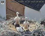 Capi_Dubne_20250701_180002.jpg