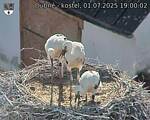 Capi_Dubne_20250701_190002.jpg