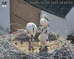 Capi_Dubne_20250701_190503.jpg