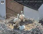 Capi_Dubne_20250701_191503.jpg
