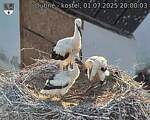 Capi_Dubne_20250701_200003.jpg