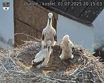 Capi_Dubne_20250701_201503.jpg