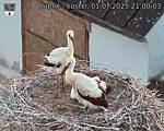 Capi_Dubne_20250701_210003.jpg