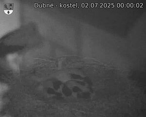 Capi_Dubne_20250702_000002.jpg (1350 x 1080)