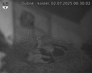 Capi_Dubne_20250702_003002.jpg (1350 x 1080)