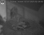 Capi_Dubne_20250702_022002.jpg