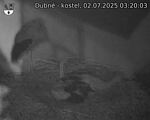 Capi_Dubne_20250702_032003.jpg