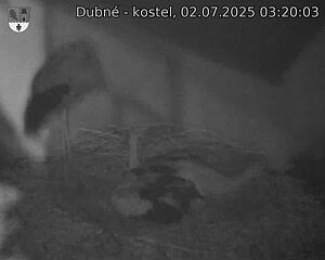 Capi_Dubne_20250702_032003.jpg (1350 x 1080)