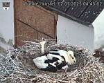Capi_Dubne_20250702_044502.jpg